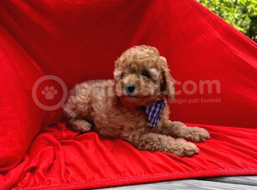 Red -Apricot Toy Poodle Yavrular görsel