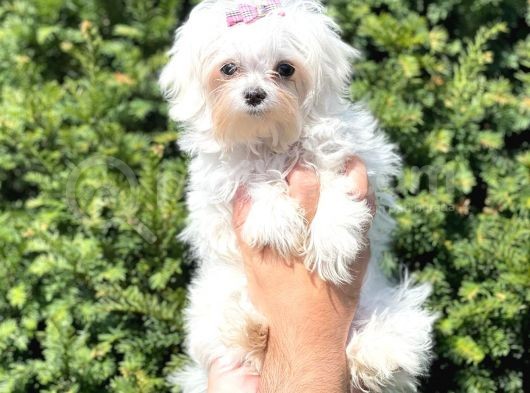 Muhteşem Kore Kan Dişi Maltess Terrier Yavrusu görsel