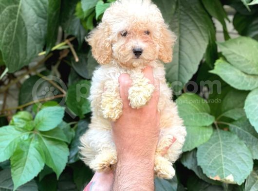 Apricot Kayısı Renk Dişi Toy Poodle Bebek görsel