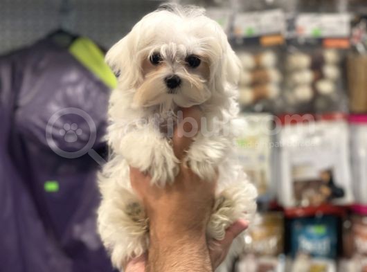 Kore Kan Dişi Maltese Terrier Yavrumuz görsel