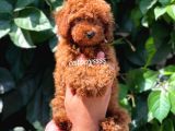 Red Brown Kızıl Renk Erkek Toy Poodle Bebeğimiz