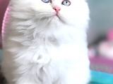 İran Kedileri En Güzel Anne & Baba’nın  Ilk Bebişleri