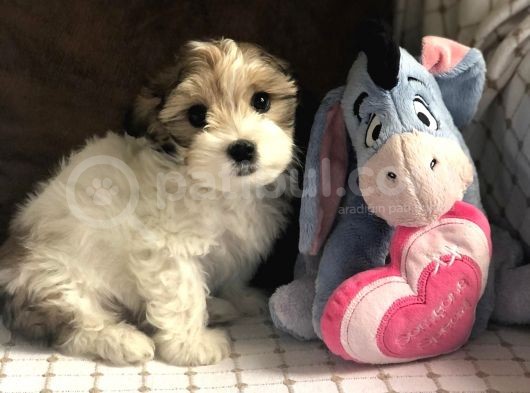 Yakışıklı Morkie görsel