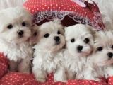 Maltese Kar Beyaz Mini Boy Yavrular