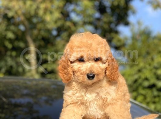 Toy Poodle Bebekler görsel