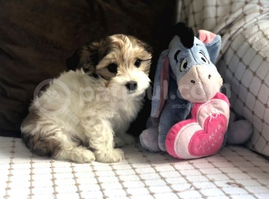 Yakışıklı Morkie görsel