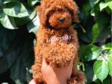 Red Brown Kızıl Renk Erkek Toy Poodle Bebeğimiz