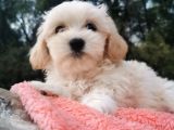 Kore Kan Maltese Ve Poodle Mix