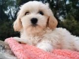 Kore Kan Maltese Ve Poodle Mix