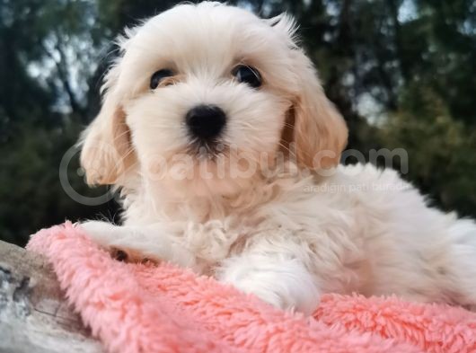 Kore Kan Maltese Ve Poodle Mix görsel
