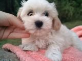 Kore Kan Maltese Ve Poodle Mix