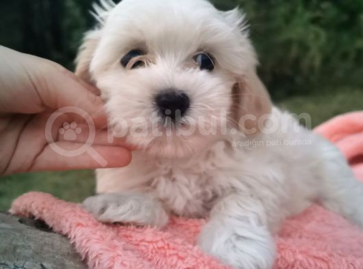 Kore Kan Maltese Ve Poodle Mix görsel