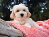 Kore Kan Maltese Ve Poodle Mix