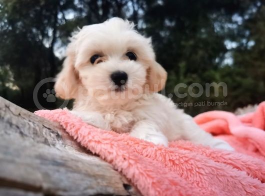 Kore Kan Maltese Ve Poodle Mix görsel