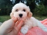 Kore Kan Maltese Ve Poodle Mix