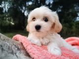 Kore kan Maltese ve Poodle Mix