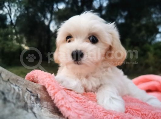 Kore Kan Maltese Ve Poodle Mix