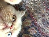 Egzotik Shorthair Erkek Kedi