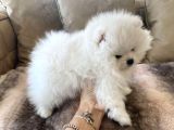 Teddy Bear Pomeranian Boo Yavrular