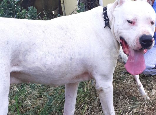 1.Sinif Irk Garantili Dogo Yavrularımız görsel