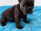 Mi̇cro Si̇yah Di̇şi̇ French Bulldog