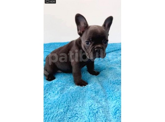 Mi̇cro Si̇yah Di̇şi̇ French Bulldog