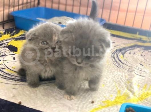 Son Scotish Fold Bebeklerimiz görsel