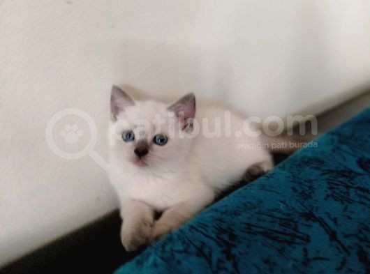 Tatlı Bebeklerimiz Yuvalarını Arıyor görsel