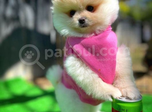 Ayı Surat Pomeranian Boo Yavrularımız görsel
