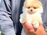 Ayı Surat Pomeranian Boo Yavrularımız
