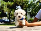 Tatlı Maltese Terrier