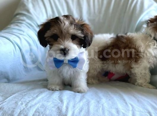 Sevimli Morkie Yavru