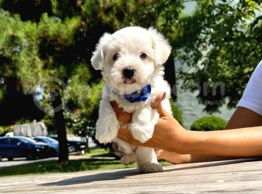 Tatlı Maltese Terrier