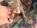 Pitbull Yavruları!