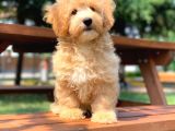 Safkan F2 Malti̇poo Yavrularimiz Irk Garantili