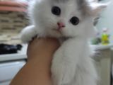 Çok Oyuncu Sevecen 2 Özel Yavrum