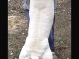 1.Sinif Irk Garantili Dogo Yavrularımız