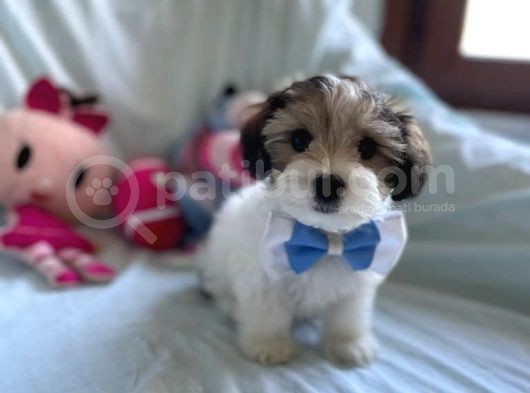 Sevimli Morkie Yavru görsel