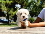 Tatlı Maltese Terrier