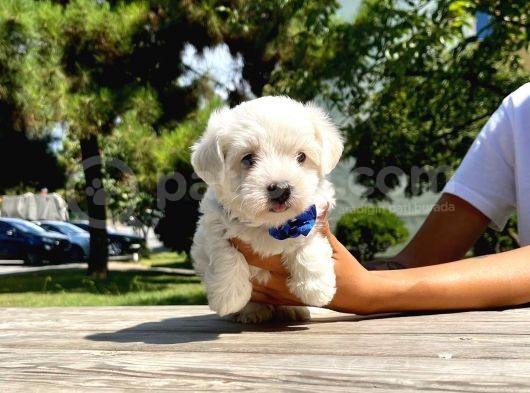 Tatlı Maltese Terrier görsel