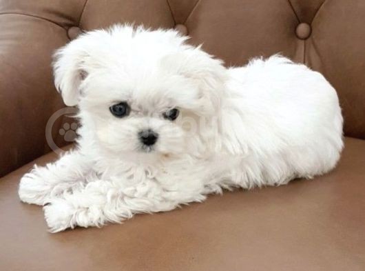 Irk Ve Sağlik Garanti̇li̇ Maltese Terrier Yavrularımız görsel