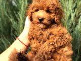 Orjinal Toy Poodle Yavrular