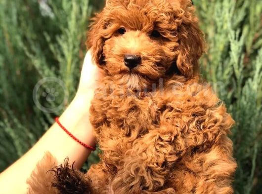 Orjinal Toy Poodle Yavrular görsel
