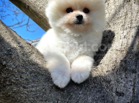 Ayı Surat Pomeranian Boo Yavrularımız görsel