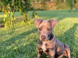 2,5 Aylık Amerikan Bully Xl Scrli