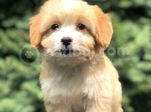 Xsmall Maltıpoo Yavrumuz görsel
