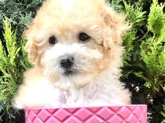 Apricot Toy Poodle Yavrumuz görsel