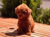Toy Poodle Yavrular