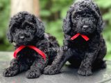 Siyah Inc Black Toy Poodle Yavrularımız (Dişi,erkek)