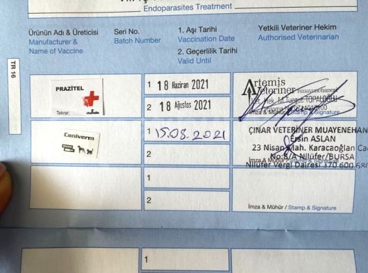 Tosi İsimli Toy Pooodle Yavrumuz görsel
